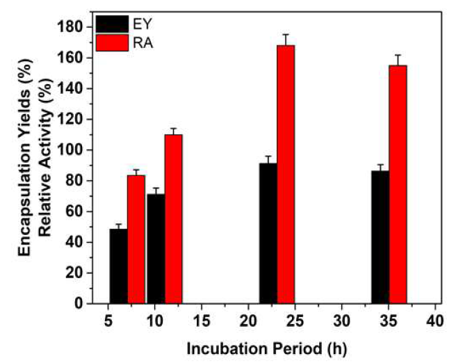 Effect of incubation period on encapsulation yield and relative activity. The reactions were performed with 2.0 mM metal ions, 0.25 mg/mL protein concentration, and PBS (pH 7.4) for 4-36 h at 4°C. EtDH:D46G nanoflowers were synthesized in 5 mL of PBS (10 mM, pH 7.4), using 0.25-10 mg/mL of protein and CuSO4 2.0 mM for up to 36 h at 4°C