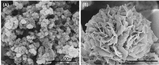 FE-SEM analysizs of EtDH:D46G-Cu(PO4)2·3H2O hybrid nanoflower (A) after 8 hr incubation (B) 24 hr incubation period. The reactions were performed with 2.0 mM metal ions, 0.25 mg/mL protein concentrations and PBS pH 7.4 and further incubated for 24h at 4°C. EtDH:D46G nanoflowers were synthesized in 5 mL of PBS (10 mM, pH 7.4), using 0.25-10 mg/mL of protein and CuSO4 2.0 mM for up to 24 h at 4°C