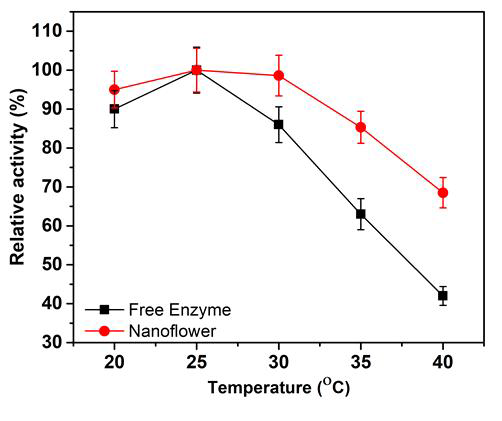 Temperature stability of free and EtDH:D46G-Cu(PO4)2·3H2O hybrid. The optimum temperature of free and EtDH:D46G-Cu(PO4)2·3H2O hybrid was assayed at 20-40°C. The activities of EtDH and its variant were determined in a reaction mixture containing 100 mM buffer (pH 9.5), 5 mM Mg2+, 3 mM NAD+ and 10 mM ethanol at 20-40°C. The activity was defined by the reduction rate of NAD+ at 340 nm using a spectrophotometer. One unit of EtDH activity was defined as the amount of enzyme required to reduce 1 μ mol of NAD+ per minute