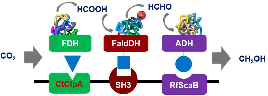 Construction of hybrid protein scaffold system