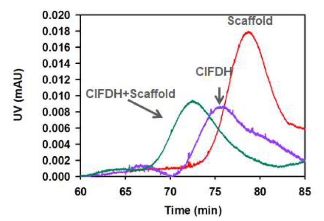 Confirmation of ligand binding using FPLC. Red line shows Scaffoldin only; Purple line shows ClFDH only; Green line shows ClFDH binding to scaffoldin