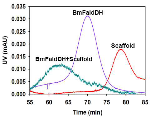 Confirmation of ligand binding using FPLC. Red line shows Scaffoldin only; Purple line shows BmFaldDH only; Green line shows BmFaldDH binding to scaffoldin