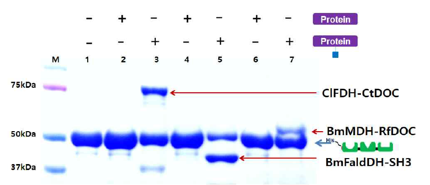 Confirmation of ligand binding using Pull-Down. Lane 1: Scaffoldin only; Lane 2: Scaffoldin + ClFDH; Lane 3: Scaffoldin + ClFDH-CtDOC; Lane 4: Scaffoldin + BmFaldDH; Lane 5: Scaffoldin + BmFaldDH-SH3; Lane 6: Scaffoldin + BmMDH; Lane 7: Scaffoldin + BmMDH-RfDOC