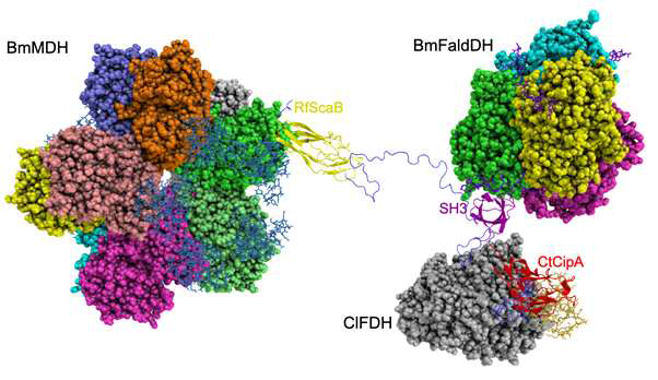 Structure of scaffoldin with FDH, FaldDH, and MDH