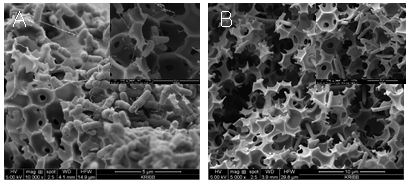 나노 다공성 전극에서 생장하는 인공광합성 미생물: (A) 나노 당공성 전극에서 생장하는 Eubacterium limosum (B) 나노 다공성 전극 내부에서 생장하는 Clostridium ljungdahlii의 SEM microscopy