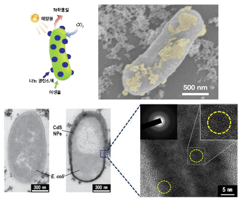 CdS 나노입자 기반 미생물 전자 전달