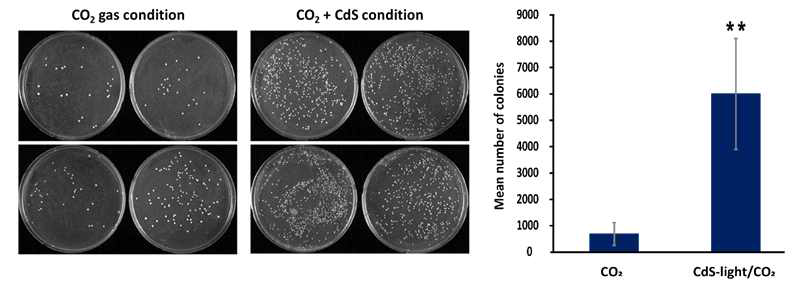 CdS에서 발생하는 에너지원을 통한 biomass 증가 검증