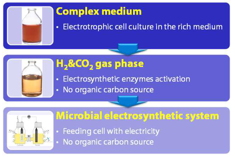 미생물 전기생합성 흐름도