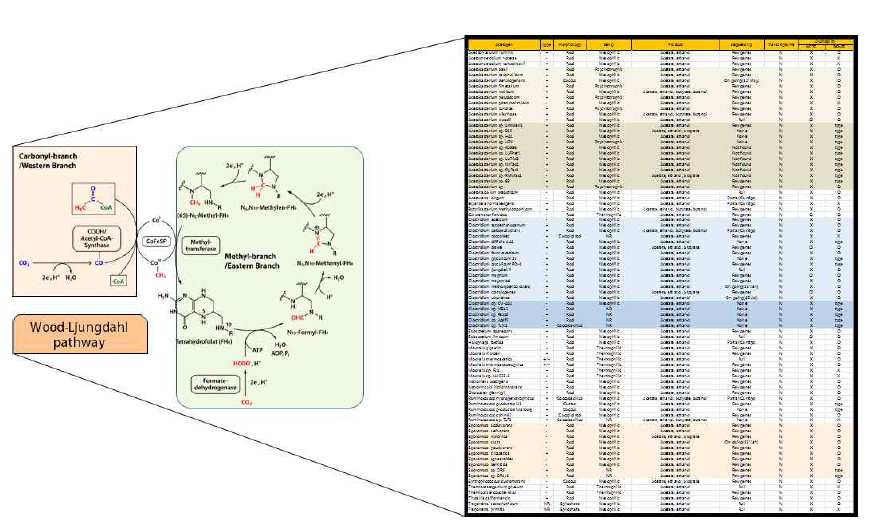 Reductive Acetyl-CoA Pathway. 보유하고 있는 Acetogen 40여종