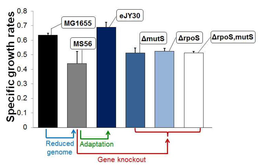 유전자 mutS와 rpoS 제거 후 생장 속도 측정