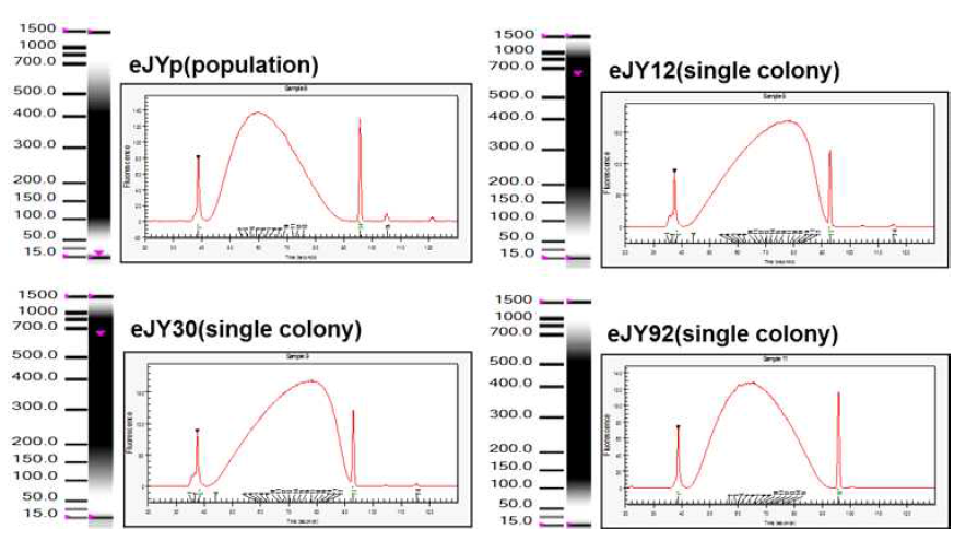 genomic DNA 단편화 결과