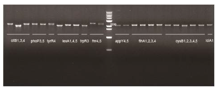 genomic DNA 수준에서 Insertion 사이즈 확인 결과