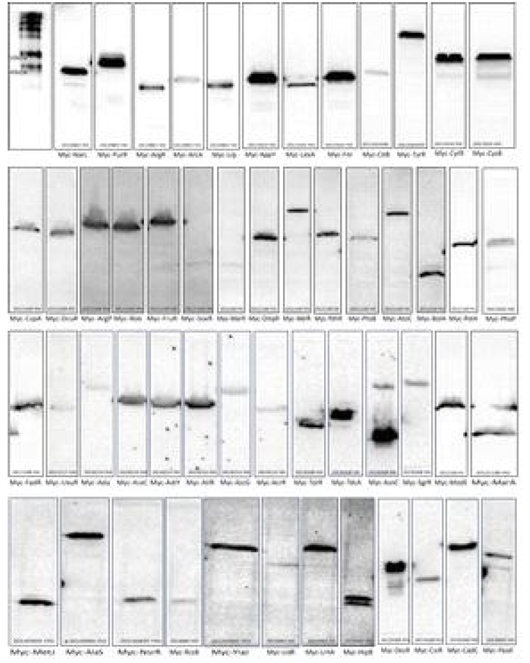 Western Blot 수행 결과