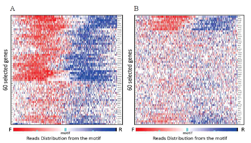 1차 분석결과로부터 얻어진 결합 부위들의 motif중심 peak-pair 분포. A: L-leucine 없을 때 조건, B: L-leucine 있을 때 조건