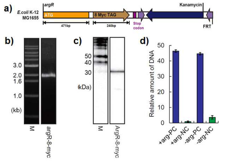 a) 8myc tagging ArgR 대장균주의 구축 방법. b) 구축된 tagging 균주의 gDNA 확인. c) Anti-myc 항체를 이용한 western blot. d) Anti-myc 항체를 이용한 IP 결과. (PC=positive control, NC=negative control)