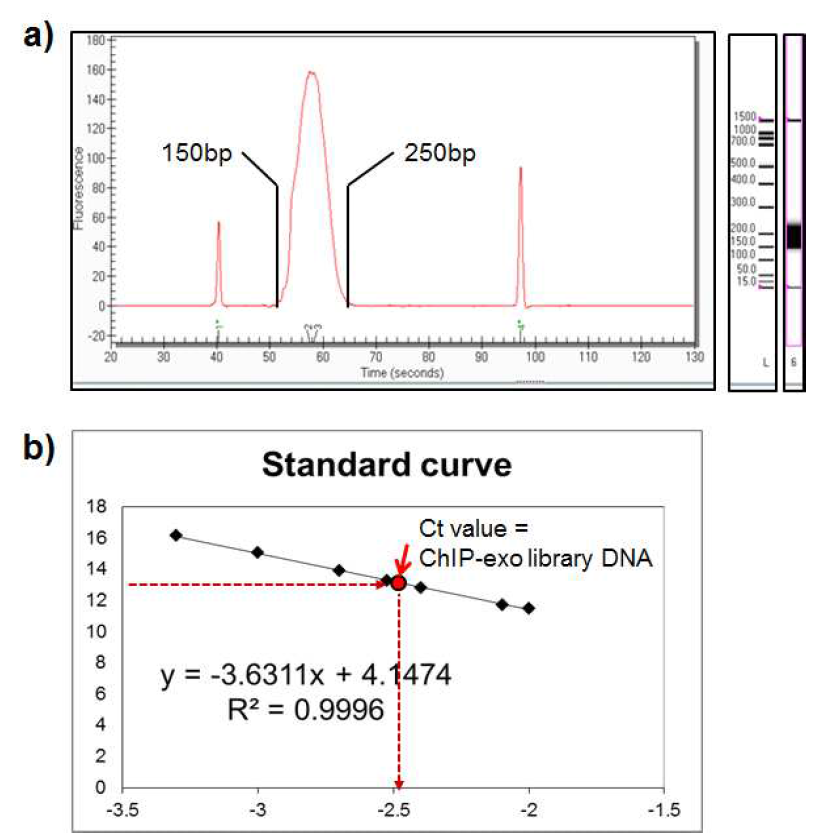 a) 최종 ArgR ChIP-exo 라이브러리 사이즈 분포확인 (Experion) b) 라이브러리의 qPCR 정량