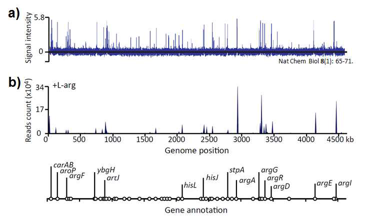 a) ArgR ChIP-chip 데이터 mapping 결과(Nat Chem Biol 8(1): 65-71.). b) ArgR ChIP-exo 데이터 mapping 결과