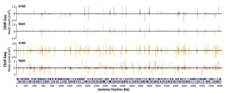 H-NS와 StpA의 ChIP-Exo와 ChIP-seq 데이터 mapping 결과