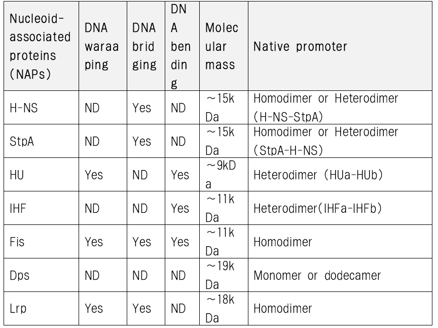 대장균의 주요 Nucleoid-associated protein의 종류와 특징