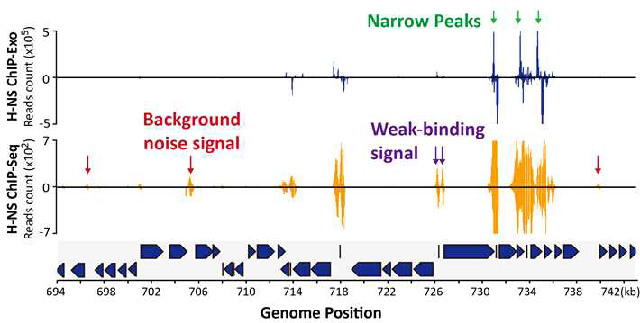 H-NS ChIP-exo와 ChIP-seq mapping 결과의 비교 분석