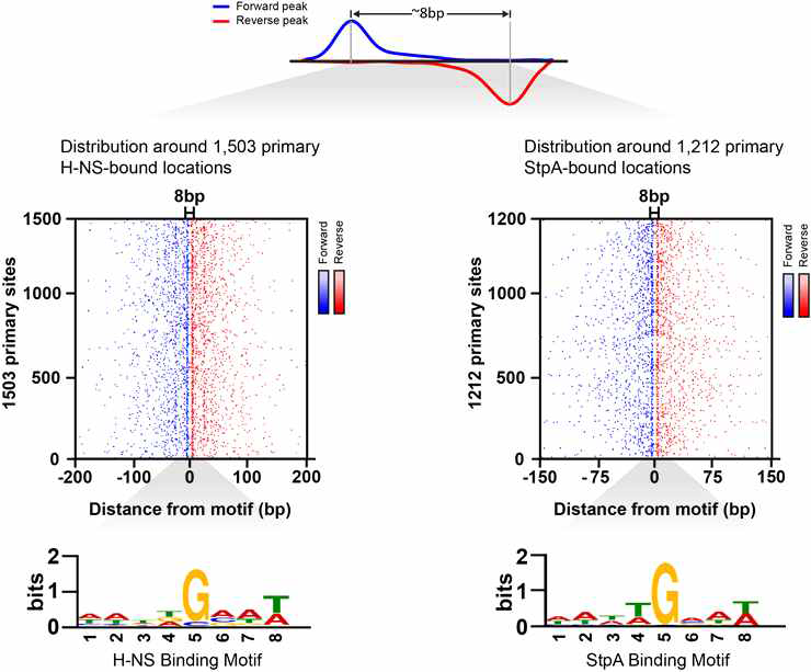 H-NS와 StpA 단백질의 DNA binding motif 시퀀스 분석 결과