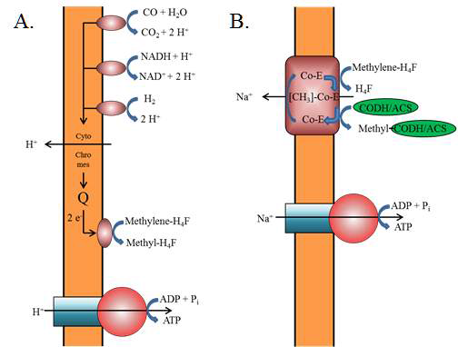 전기생합성 미생물 전자전달 및 ATP생산 모식도. A. H+를 사용하여 ATP생산. B. Na+를 사용하여 ATP생산