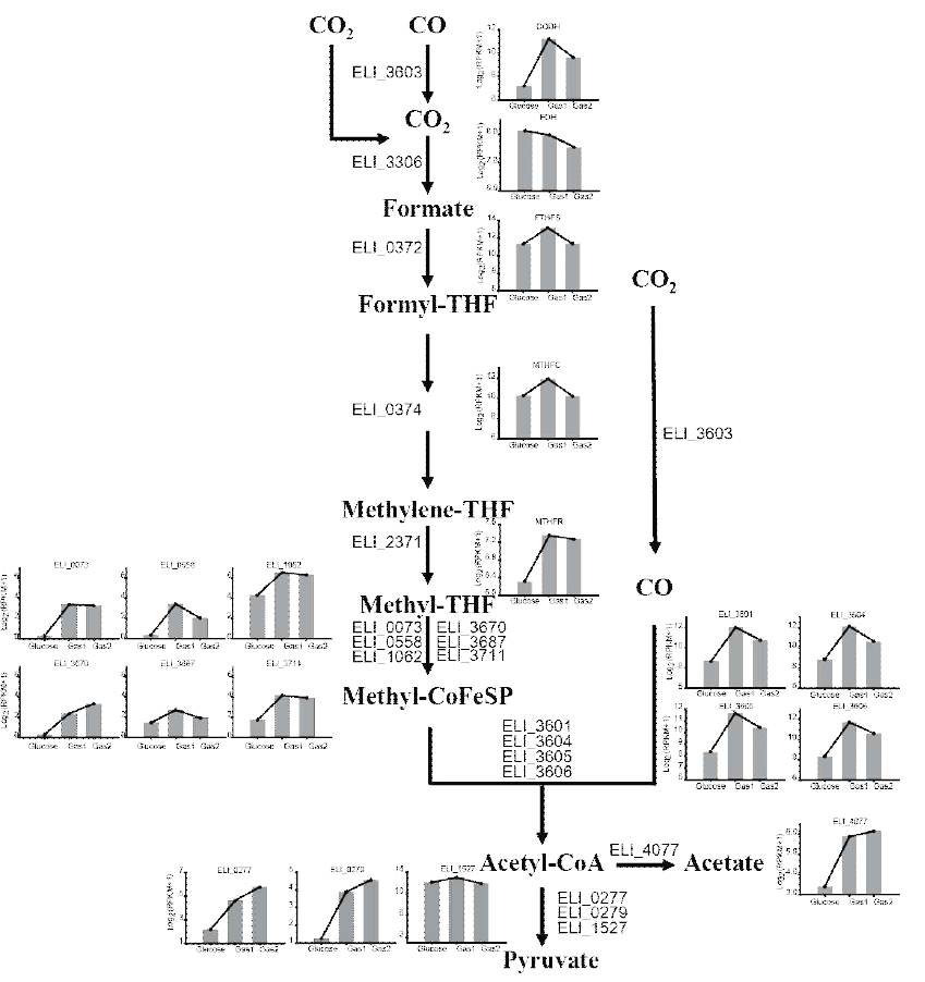 포도당과 전기생합성 환경 glycolysis pathway 발현양 비교