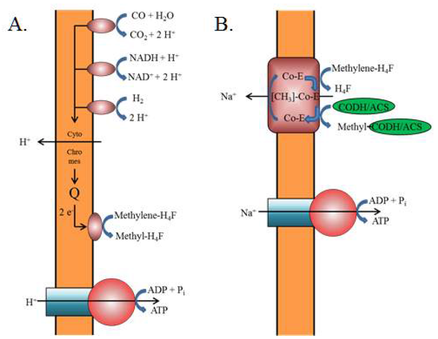 전기생합성 미생물 전자전달 및 ATP생산 모식도. A. H+를 사용하여 ATP생산. B. Na+를 사용하여 ATP생산
