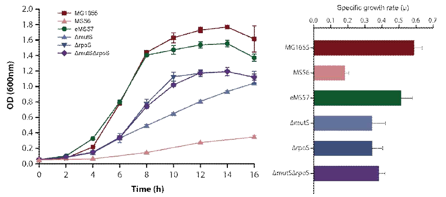 mutS와 rpoS 유전자에 대한 성장속도 변화 측정