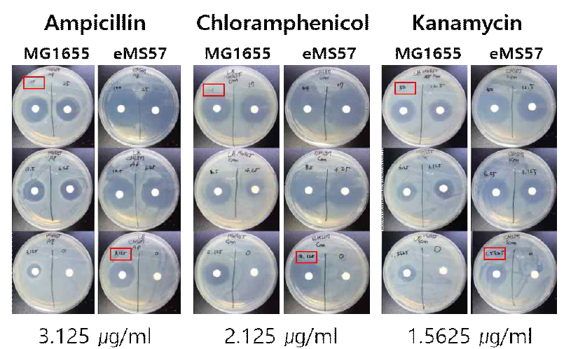 야생형 대장균과 적응진화 최소유전체 대장균의 IC50 시험 결과