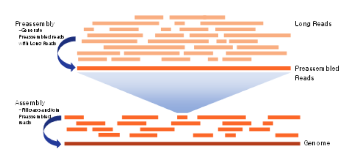SMRT Sequencing 결과를 사용한 Assembly 도식
