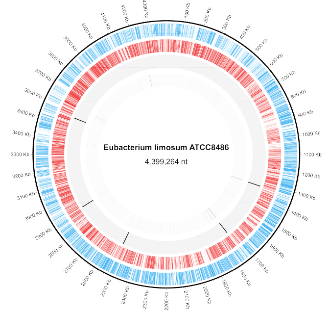 전기생합성 미생물 Eubacterium limosum 유전체 서열: (Blue tiles) Location of sense Genes in the genome (Red tiles) Location of anti-sense Genes in the genome. (Black tiles) Location of rRNAs in the genome. (Grey tiles) Location of tRNAs in the genome