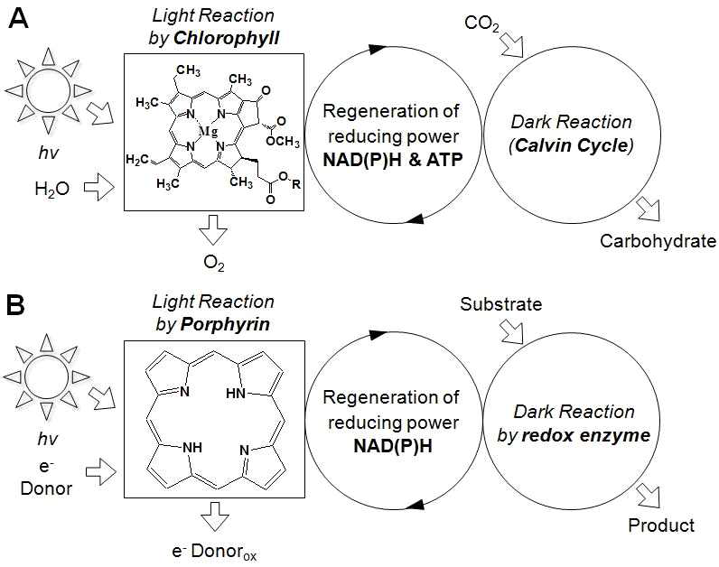 엽록소에 의한 자연광합성 (A)과 포르피린에 의한 생체촉매 인공광합성 (B) 개요도