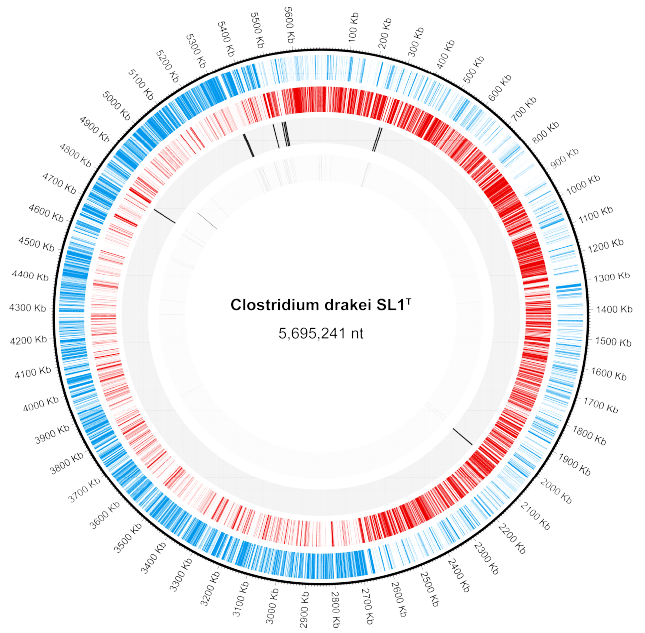 전기생합성 미생물 Clostridium drakei 유전체 서열: (Blue tiles) Location of sense Genes in the genome (Red tiles) Location of anti-sense Genes in the genome. (Black tiles) Location of rRNAs in the genome. (Grey tiles) Location of tRNAs in the genome