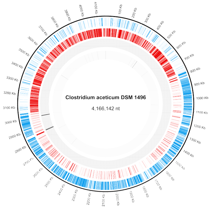 전기생합성 미생물 Clostridium aceticum 유전체 서열: (Blue tiles) Location of sense Genes in the genome (Red tiles) Location of anti-sense Genes in the genome. (Black tiles) Location of rRNAs in the genome