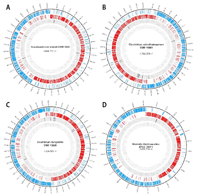 전기생합성 미생물 4종 유전체 서열 분석: (A) Acetobacterium woodii (B) Clostridium autoethanogenum (C) Clostridium ljungdahlii (D) Moorella thermoacetica (Blue tiles) Location of sense Genes in the genome (Red tiles) Location of anti-sense Genes in the genome. (Black tiles) Location of rRNAs in the genome