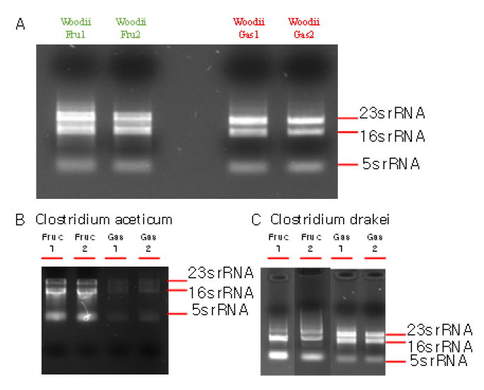 전기생합성 미생물의 RNA를 추출한 결과: (A) Acetobacterium woodii (B) Clostridium aceticum (C) Clostridium drakei