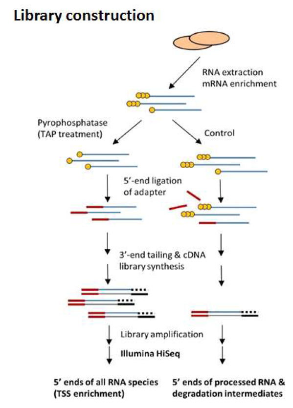 TSS sequencing 과정 요약