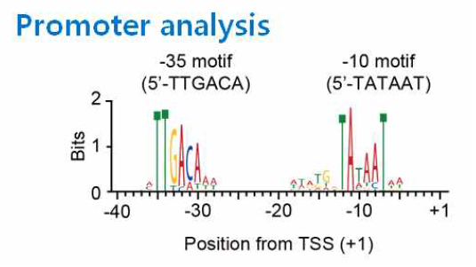 TSS sequencing을 통해 발굴한 프로 모터 모티프