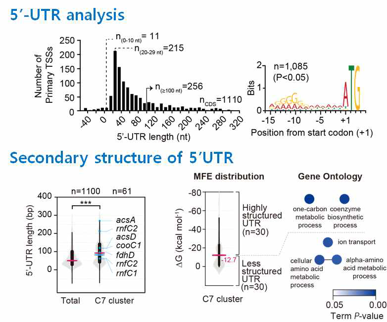 TSS sequencing을 통해 발굴한 5‘-UTR와 5’-UTR의 이차구조