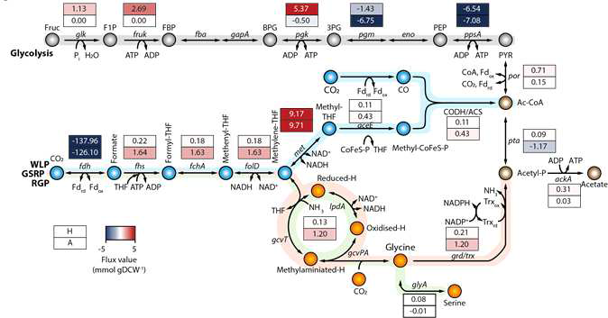 모델링 기반 Glycine reductase pathway flux확인