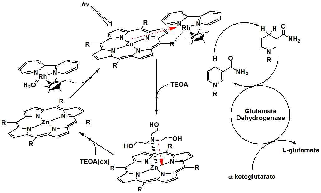 Zn-포르피린에 의해 감광되는 생체촉매 L-glutamate 인공 광합성 메커니즘. R은 Zn-포르피린의 meso-functional group이다. 붉은 화살표는 각 부분간의 전자전달을 나타낸다