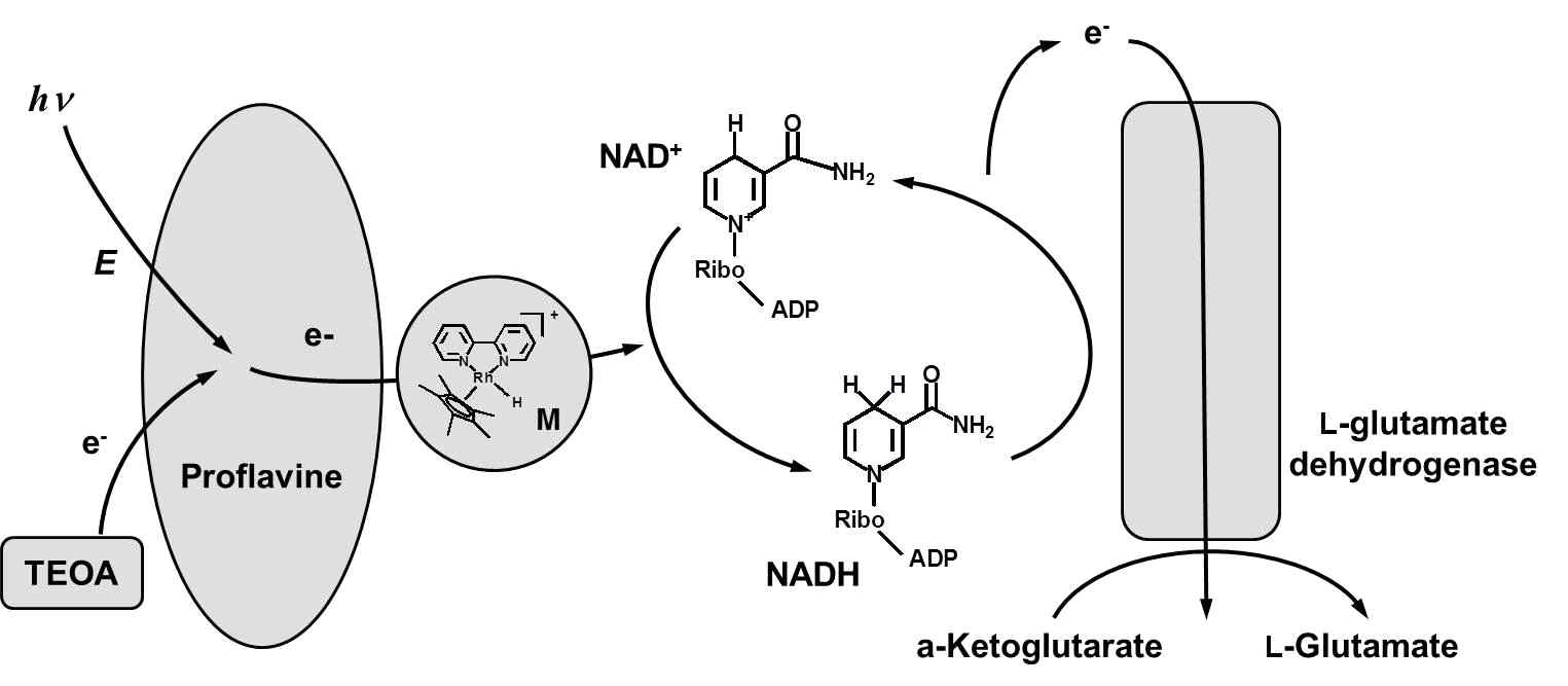프로플라빈을 이용한 광화화학적 보조인자 재생의 모식도