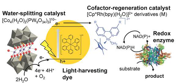 정밀 화학물질 생산을 위한 enzyme-coupled artificial photosynthesis의 모식도