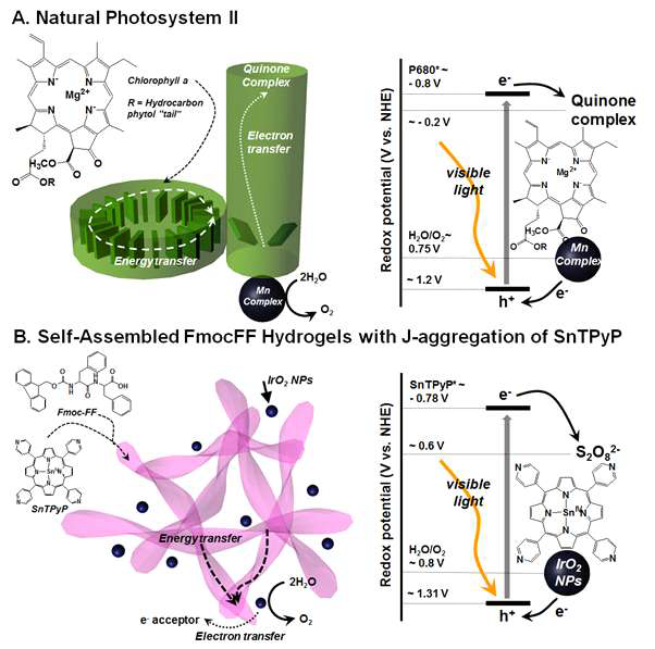 Photosystem II와 SnTPyP가 J-aggregation과 함께 자기조립된 Fmoc-FF 하이드로젤의 가시광을 이용한 물분해 모식도