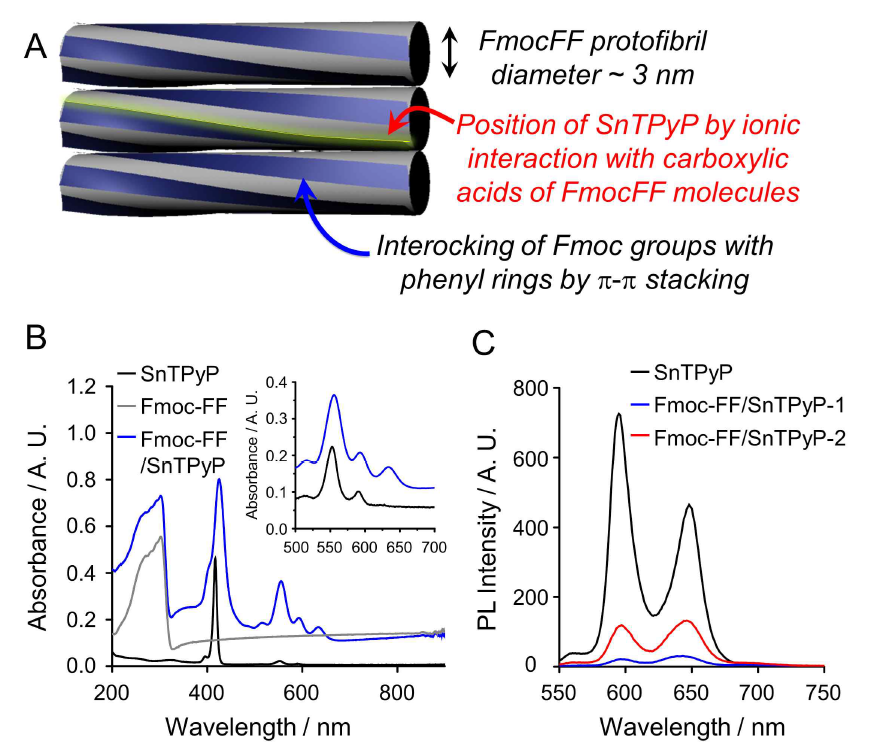 (A) Fmoc-FF hydrogel에 SnTPyP가 결합될 수 있는 위치의 모식도. Fmoc-FF hydrogel, free SnTPyP, Fmoc-FF/SnTPyP hydrogel의 각각의 (B) 흡광 spectrum 및 (C) 형광 spectrum. Fmoc-FF와 SnTPyP의 몰 비율은 Fmoc-FF/SnTPyP-1, -2의 경우 각각 10 그리고 5이다