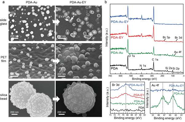 a) slide glass, PET film, 그리고 silica bead에 합성된 플라즈몬 나노 하이브리드 시스템의 SEM 사진. b) XPS 분석을 통한 eosin Y의 Br 확인 및 Au nanoparticle의 존재 확인