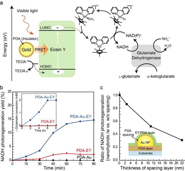 a) PDA-Au-eosin Y 나노하이브리드와 Rh complex, NADH간의 energy level 모식도. b) PDA-Au-eosin Y를 이용한 NADH 재생 및 이와 결합된 GDH 효소 반응 결과. c) PDA 두께에 따른 NADH 재생 효율 정도