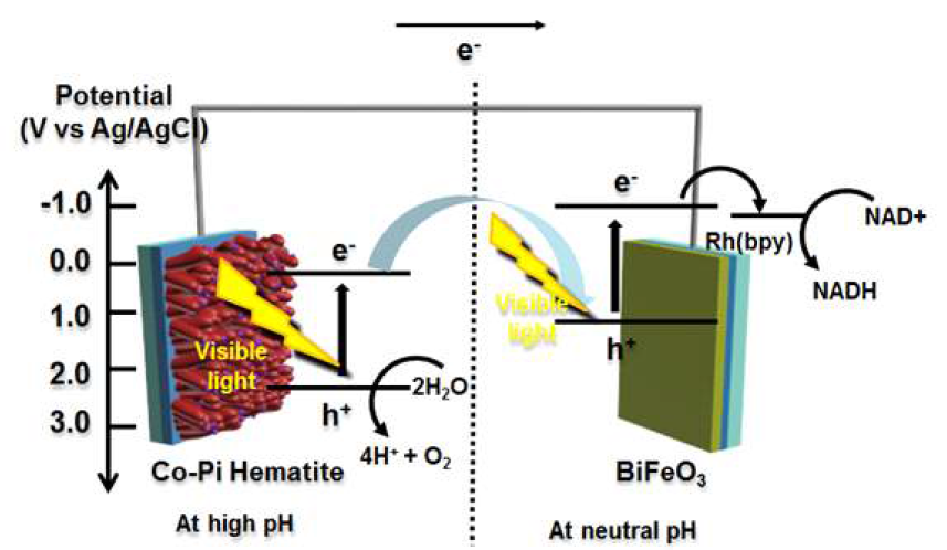 Hematite photoanode와 BiFeO3 photocathode를 이용한 인공광합성에서의 전자전달 모식도