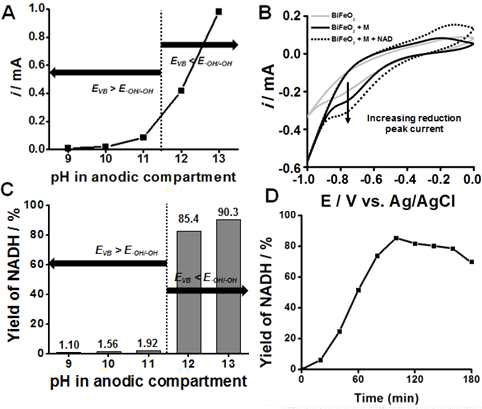 (A) Zero-biased 광전기화학셀의 광전류 (B) 로듐 기반 유기금속화합물과 NAD+첨가에 따른 BiFeO3 전극의 Linear sweep voltammetry (C) pH에 따른 NADH 재생량 (D) 시간에 따른 NADH 재생량